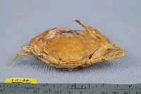 東方蟳藏品圖，第4張